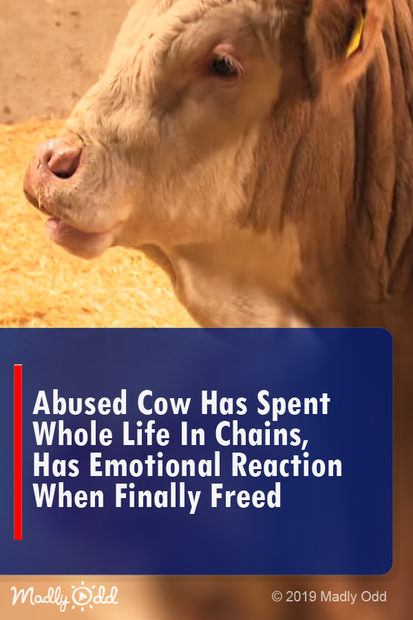 Abused Bull Has Spent His Whole Life In Chains, Watch His Emotional Reaction When He\'\'s Finally Freed