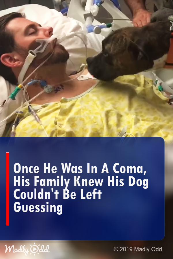 Once He Was in A Coma, His Family Knew His Dog Couldn\'t Be Left Guessing