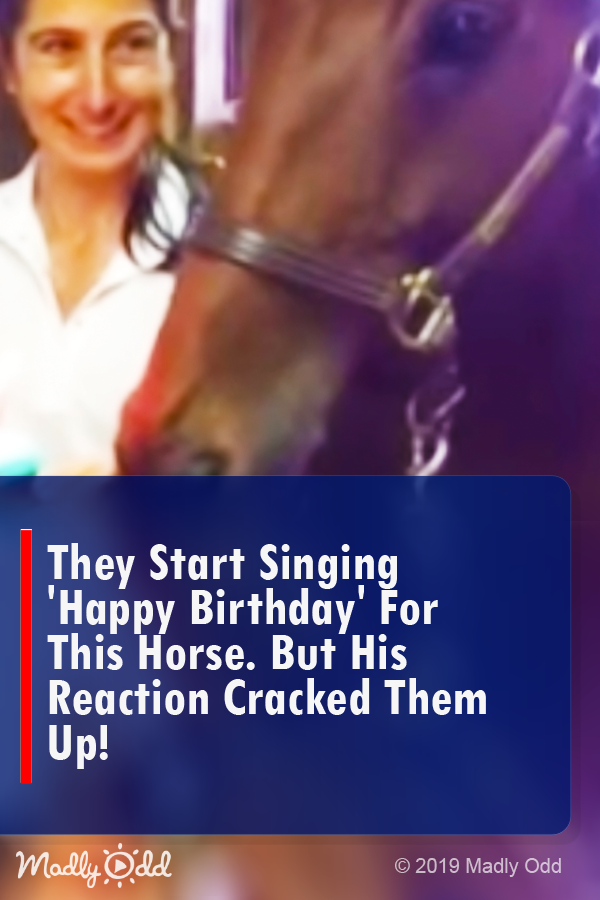 They Start Singing ‘Happy Birthday’ for This Horse. But His Reaction Cracked Them Up!