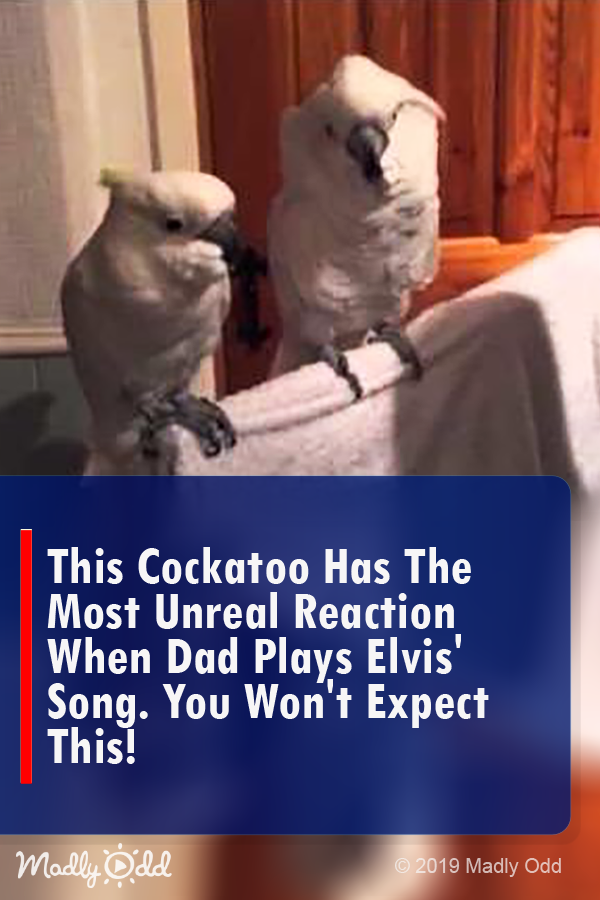 This Cockatoo Has the Most Unreal Reaction When Dad Plays Elvis’ Song. You Won’t Expect This!