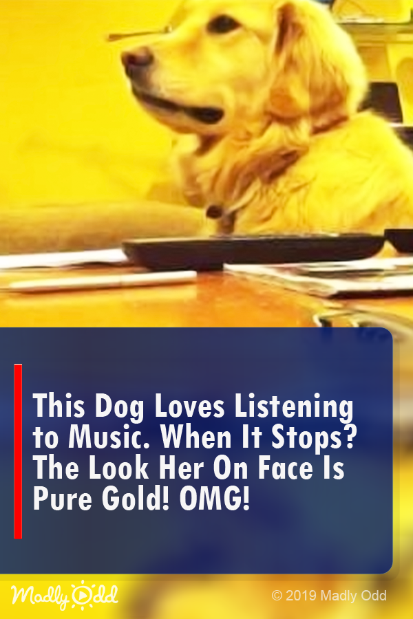 This Dog Loves Listening to Music. When It Stops? The Look Her on Face Is Pure Gold! OMG!