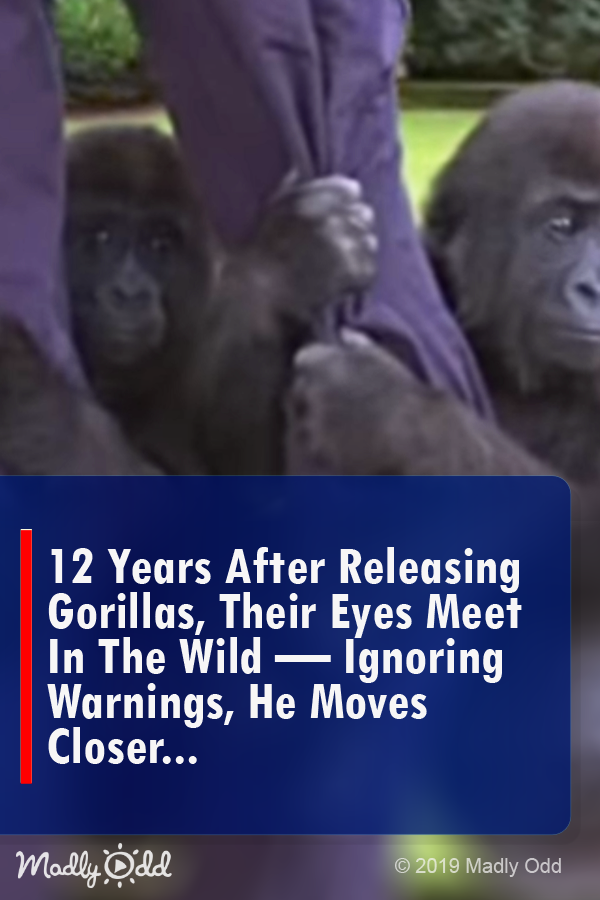 12 Years After Releasing Gorillas, Their Eyes Meet in the Wild — Ignoring Warnings, He Moves Closer...