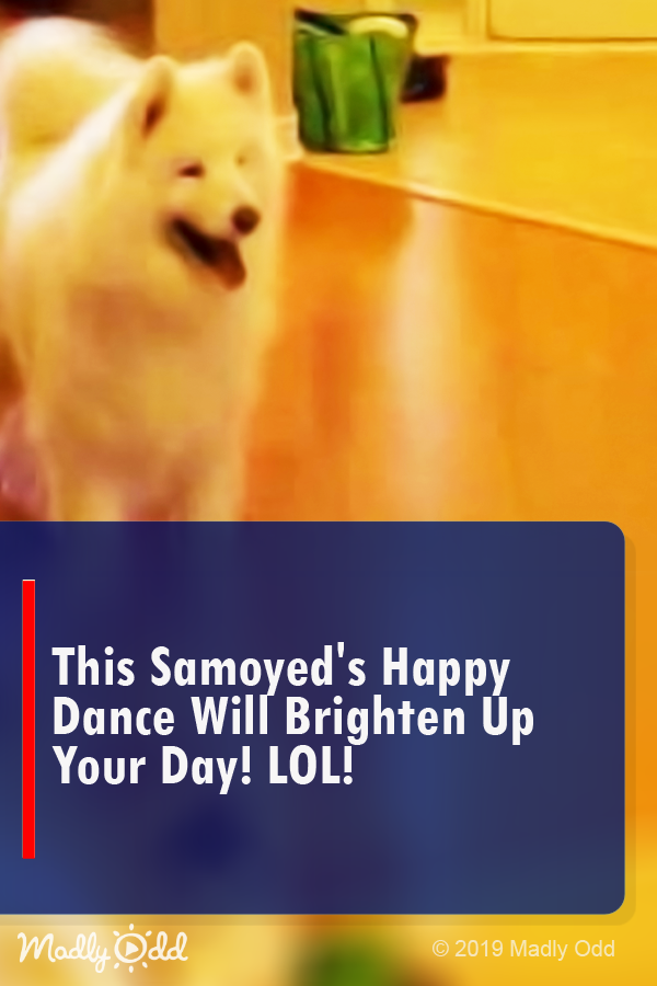 This Samoyed’s happy dance will brighten up your day! LOL!