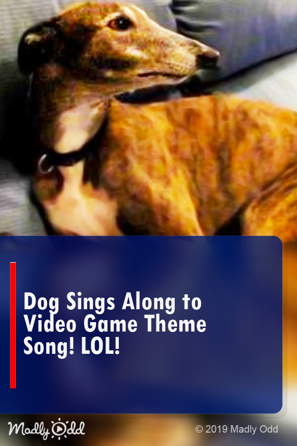 Dog Sings Along to Video Game Theme Song! LOL!