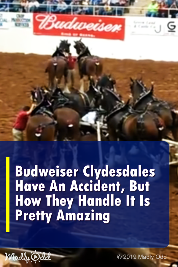 Budweiser Clydesdale Trips During Performance. How They Handle It Is Pretty Amazing