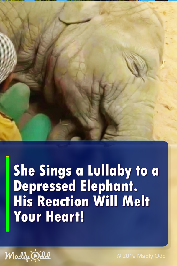 She Sings a Lullaby to a Depressed Elephant. His Reaction Will Melt Your Heart!