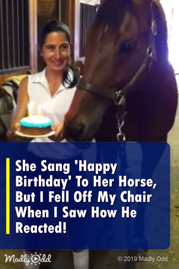 She Sang \'Happy Birthday\' To Her Horse. But I Fell Off My Chair When I Saw How He Reacted!