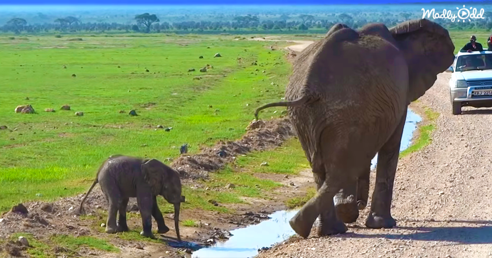 Watch Baby Elephant Conquer His Fear Og2