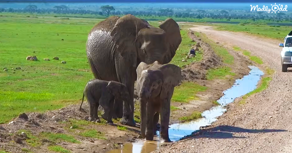 Watch Baby Elephant Conquer His Fear Og3