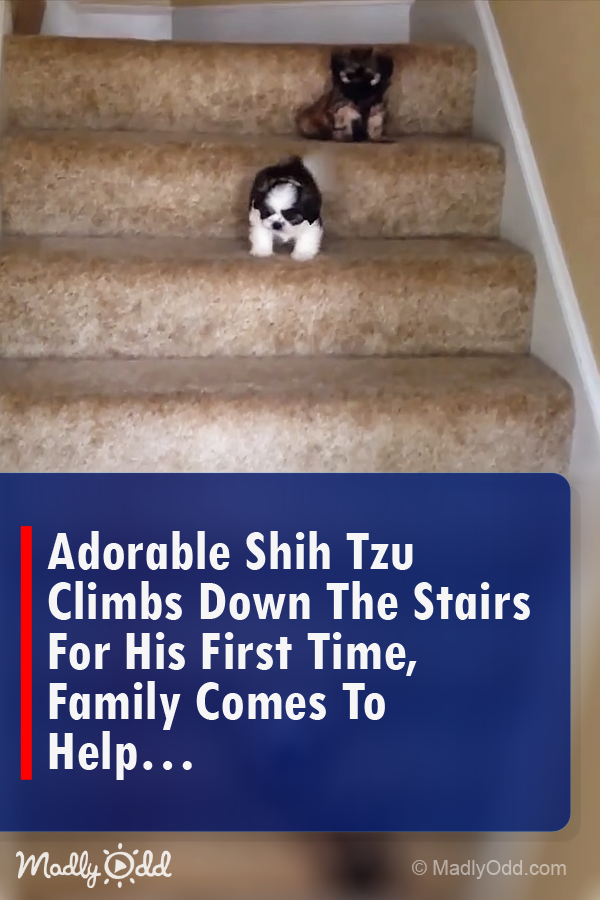 Adorable Shih Tzu Climbs Down the Stairs for His First Time, Family Comes to Help