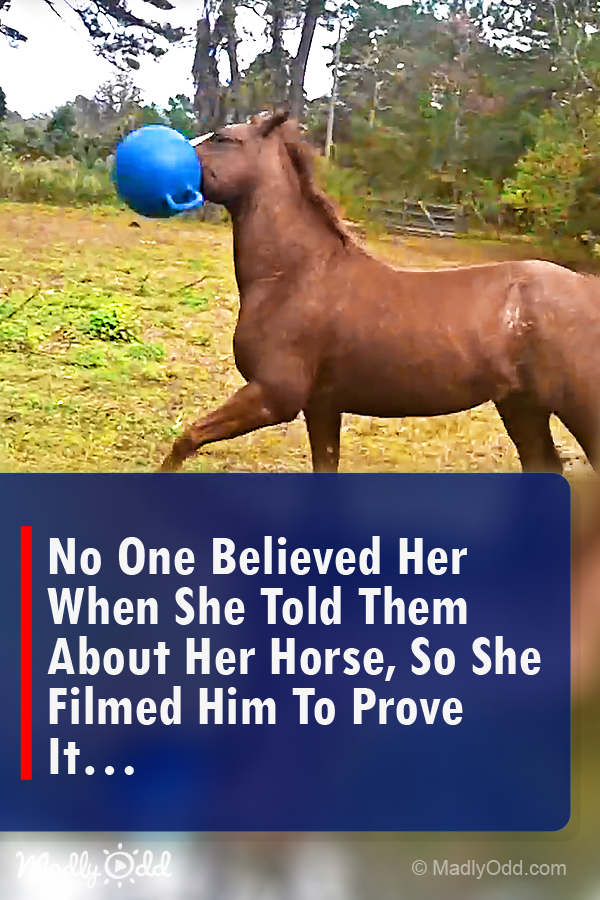 No One Believed Her When She Told Them About Her Horse, So She Filmed Him to Prove It
