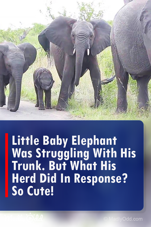 Little Baby Elephant Was Struggling With His Trunk. But What His Herd Did in Response? So Cute!