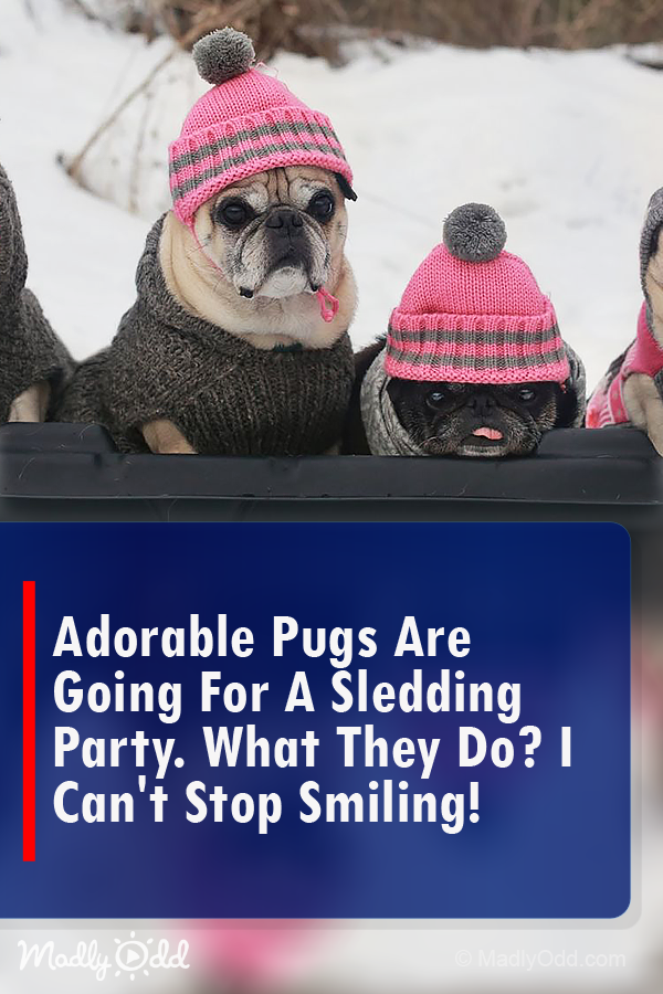 Adorable Pugs Are Going for a Sledding Party. What They Do? I Can’t Stop Smiling!