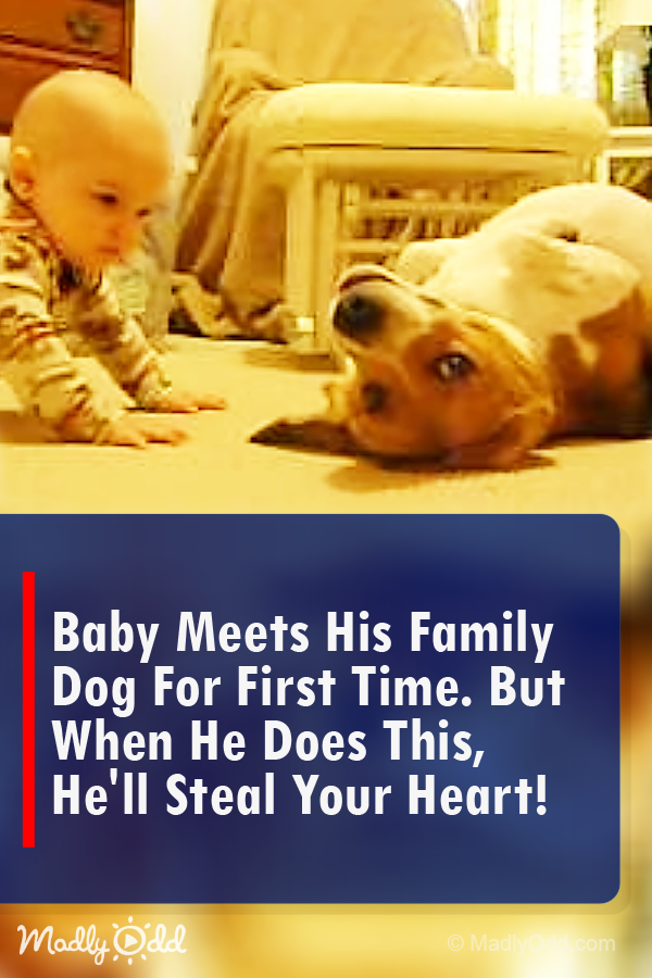 Baby Meets His Family Dog for FIRST Time. But When He Does THIS, He’ll Steal Your Heart!