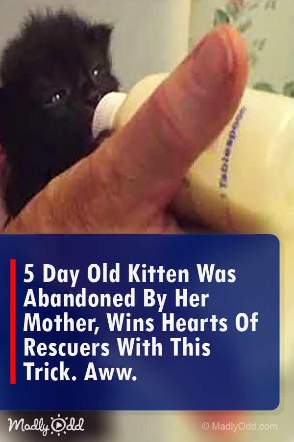 5 Day Old Kitten Was Abandoned By Her Mother, Wins Hearts of Rescuers With THIS Trick. Aww.