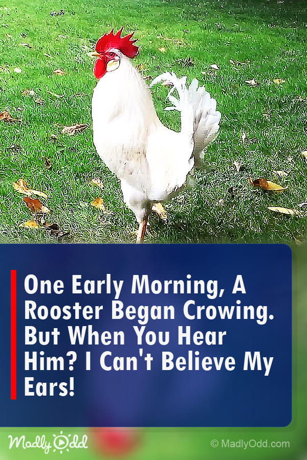 One Early Morning, a Rooster Began Crowing. But When You Hear Him? I Can\'t Believe My Ears!