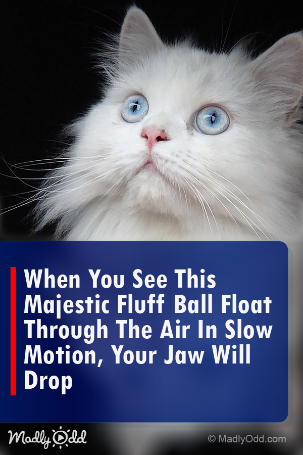 When you see this majestic fluff ball float through the air in slow motion, your jaw will drop