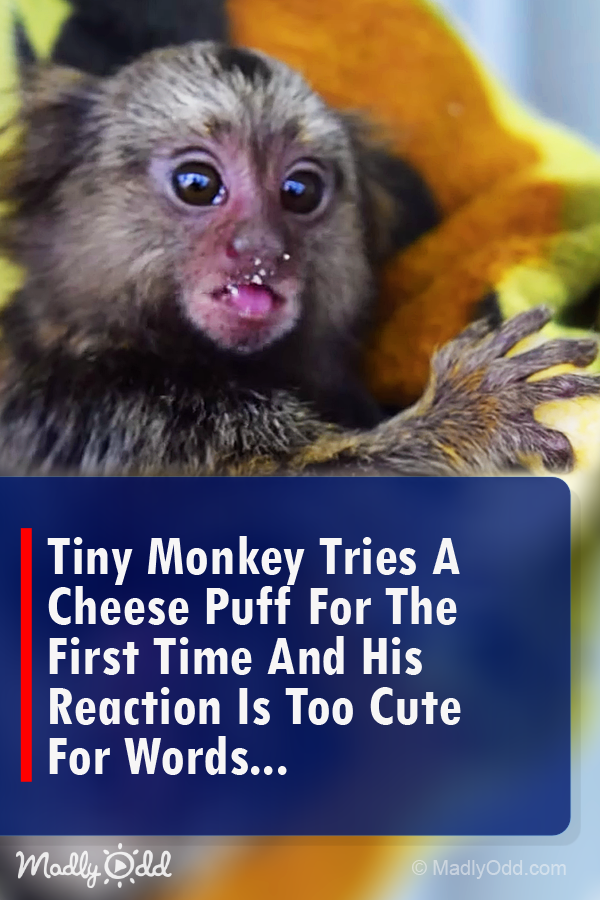 This Tiny Monkey Tries a Cheese Puff for the First Time. His Reaction? Too Cute for Words!