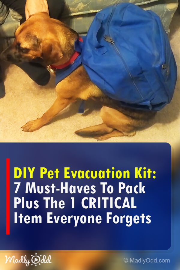 NOW is the Time to Prepare to Evacuate With Your Pets, This DIY Kit WIll Help