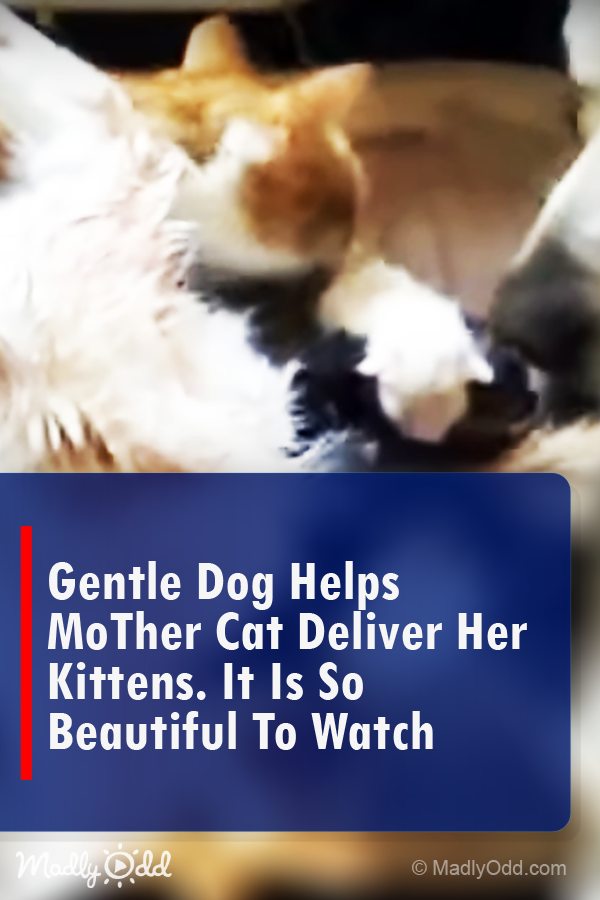 Gentle Dog Helps Mother Cat Deliver Her Kittens. It Is So Beautiful To Watch
