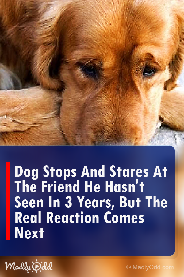Dog Stops And Stares At The Friend He Hasn\'t Seen In 3 Years, But The Real Reaction Comes Next