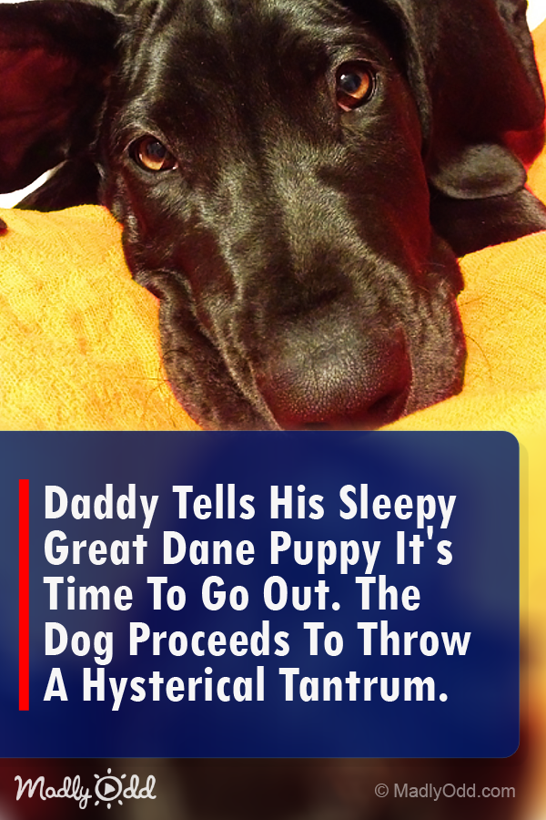 Daddy Tells His Sleepy Great Dane Puppy It\'s Time to Go Out. the Dog Proceeds to Throw a Hysterical Tantrum