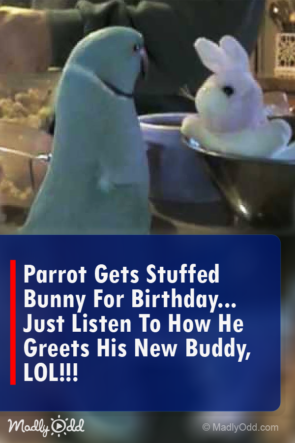 Parrot Gets Stuffed Bunny for Birthday... Just Listen to How He Greets His New Buddy, Lol!!!