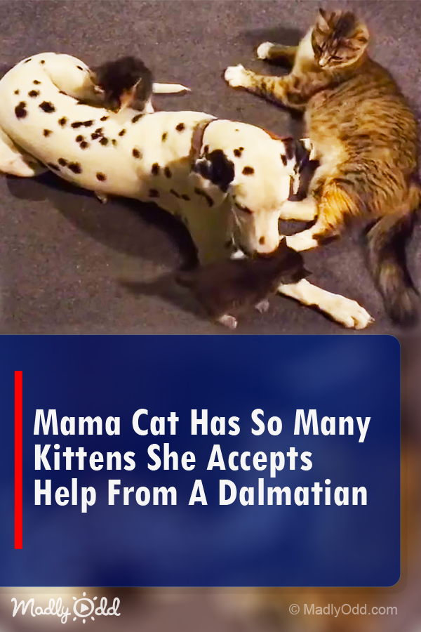 Mama Cat Has So Many Kittens She Accepts Help from a Dalmatian!