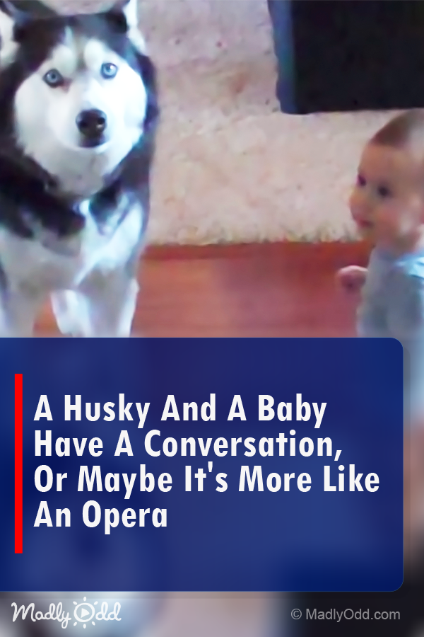 A Husky and a Baby Have a Conversation, Or Maybe It\'s More Like an Opera