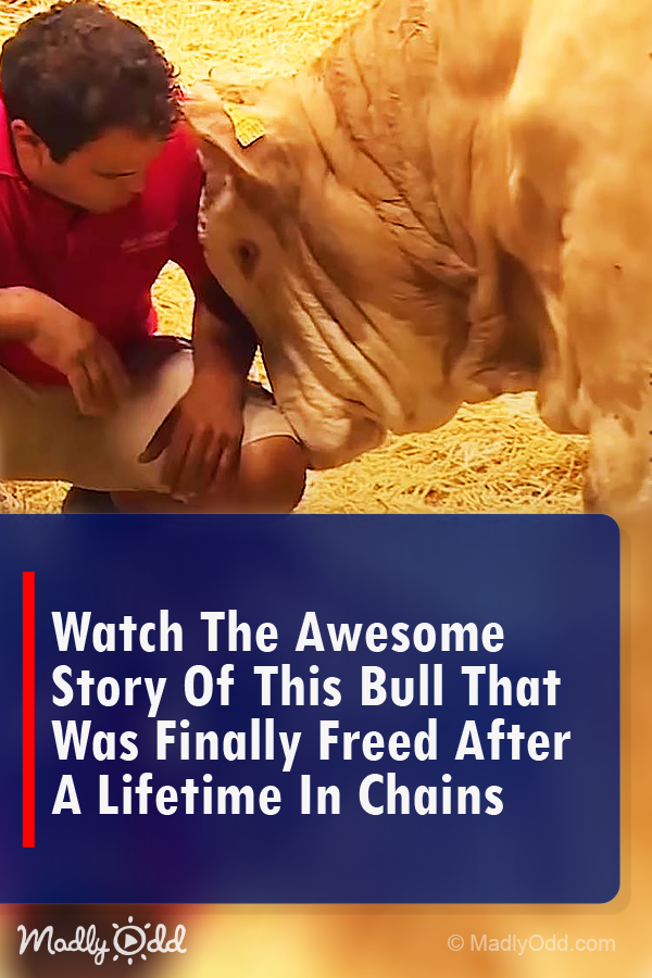 Watch the Awesome Story of This Bull That Was Finally Freed After a Lifetime in Chains