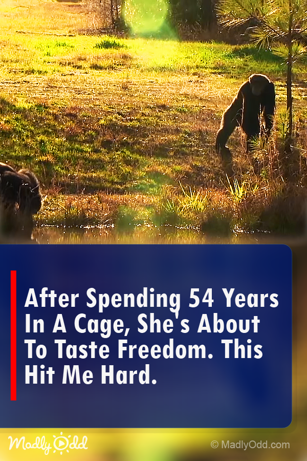 After Spending 54 Years in a Cage, She\'s About to Taste Freedom. This Hit Me Hard.