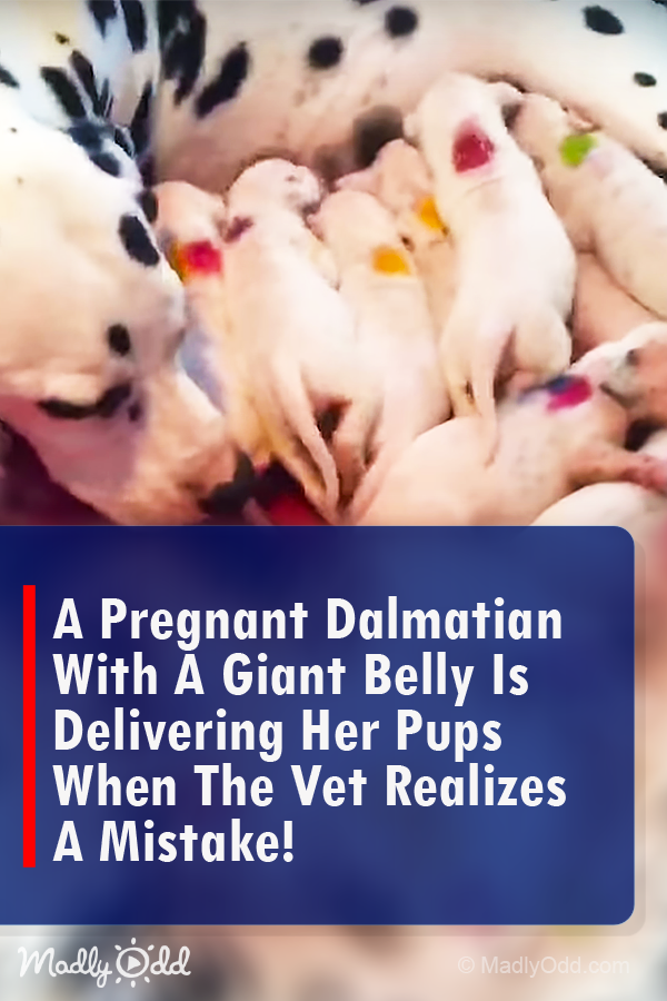 A Pregnant Dalmatian With a Giant Belly is Delivering Her Pups When the Vet Realizes a Mistake!