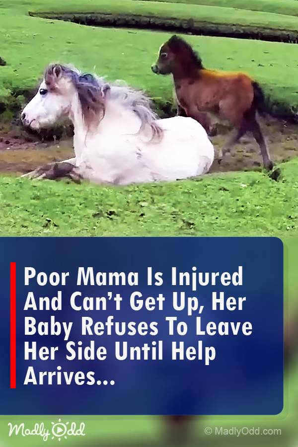 Injured Mama Horse Can\'t Get Up, Baby Horse Refuses to Leave Her Side
