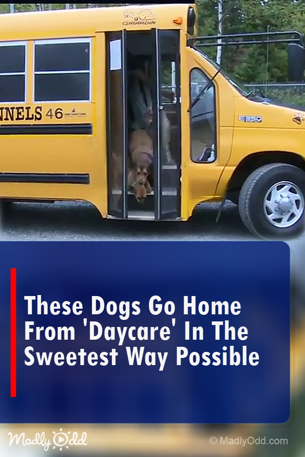 After A Busy Day of Fun and Play, Dogs Go Home From Daycare In Sweetest Way