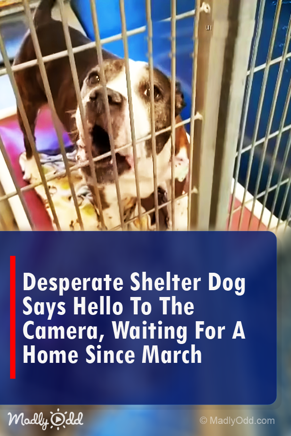 Desperate Shelter Dog Says \