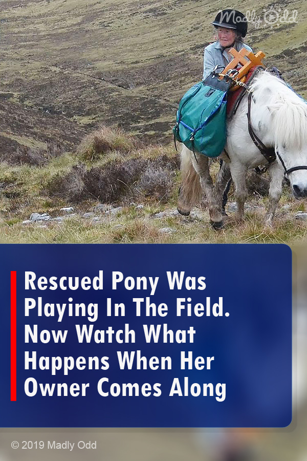 Rescued Pony Was Playing In The Field. Now Watch What Happens When Her Owner Comes Along