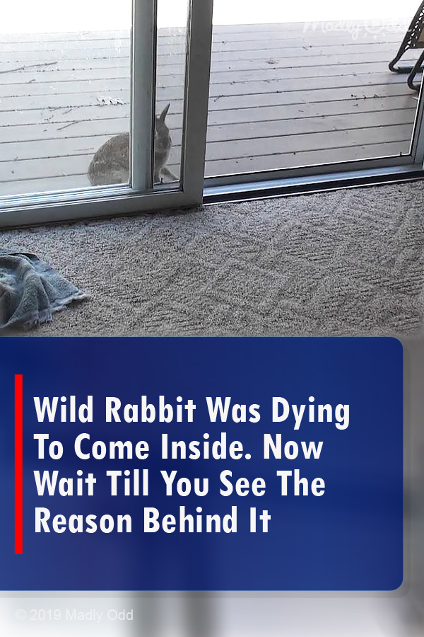 Wild Rabbit Was Dying To Come Inside. Now Wait Till You See The Reason Behind It