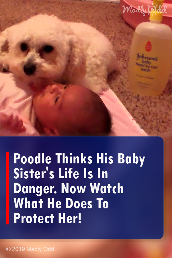 Poodle Thinks His Baby Sister\'s Life Is In Danger. Now Watch What He Does To Protect Her!