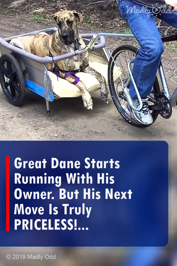 Great Dane Starts Running With His Owner. But His Next Move Is Truly PRICELESS!...