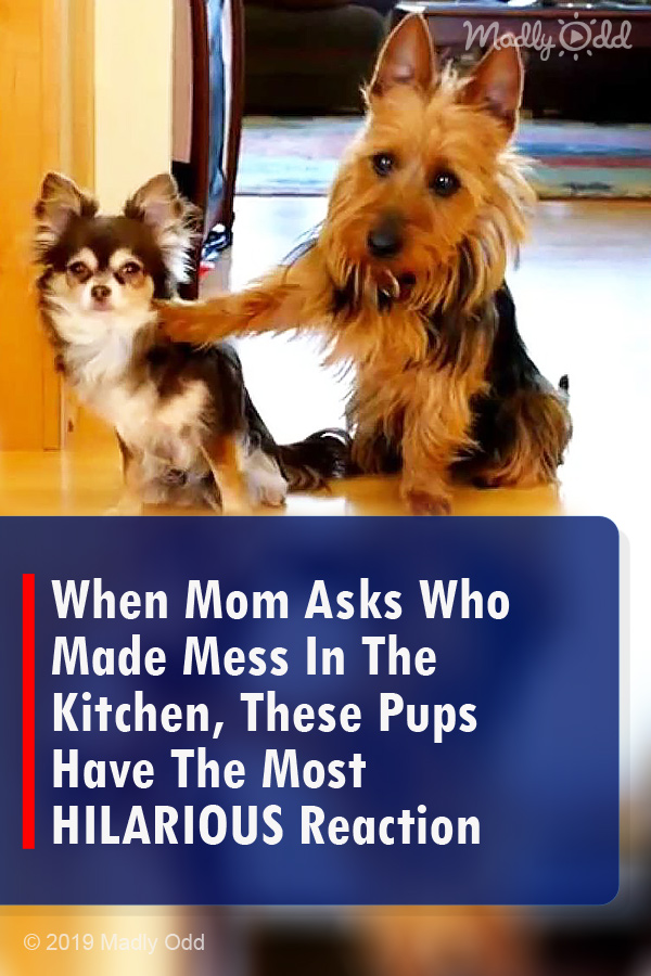 When Mom Asks Who Made Mess In The Kitchen, These Pups Have The Most HILARIOUS Reaction Ever!