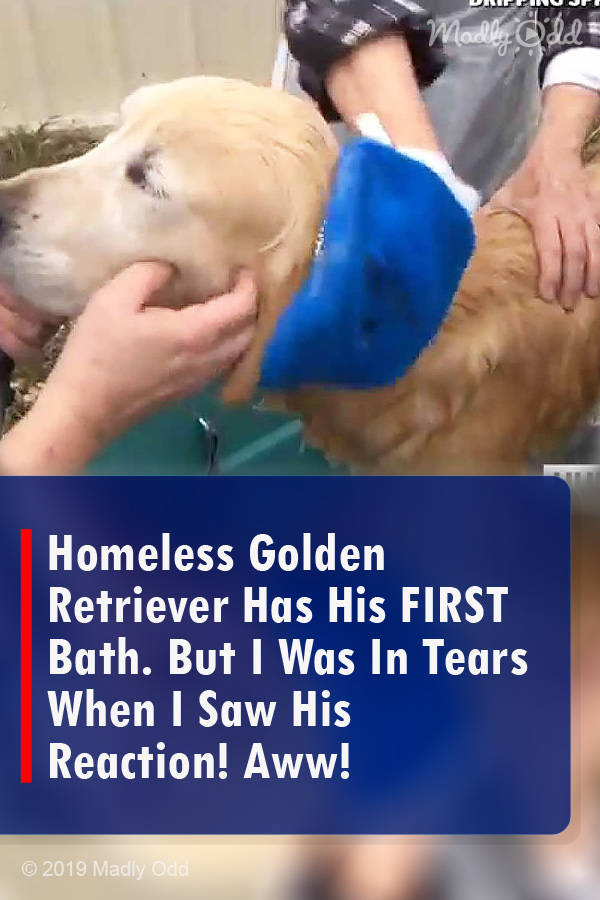 Homeless Golden Retriever Has His FIRST Bath. But I Was In Tears When I Saw His Reaction! Aww!