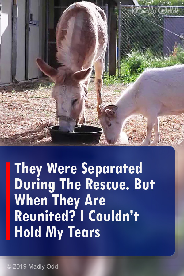 They Were Separated During The Rescue. But When They Are Reunited? I Couldn’t Hold My Tears