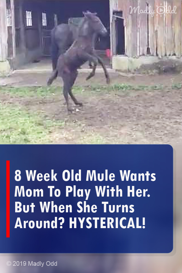 8 Week Old Mule Wants Mom To Play With Her. But When She Turns Around? HYSTERICAL!