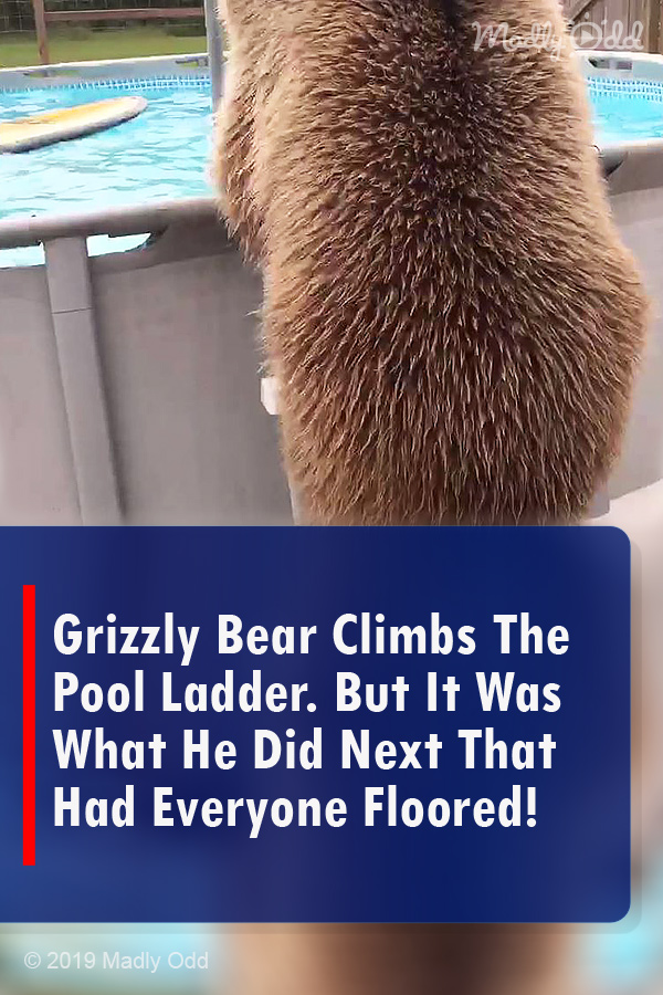 Grizzly Bear Climbs The Pool Ladder. But It Was What He Did Next That Had Everyone Floored!