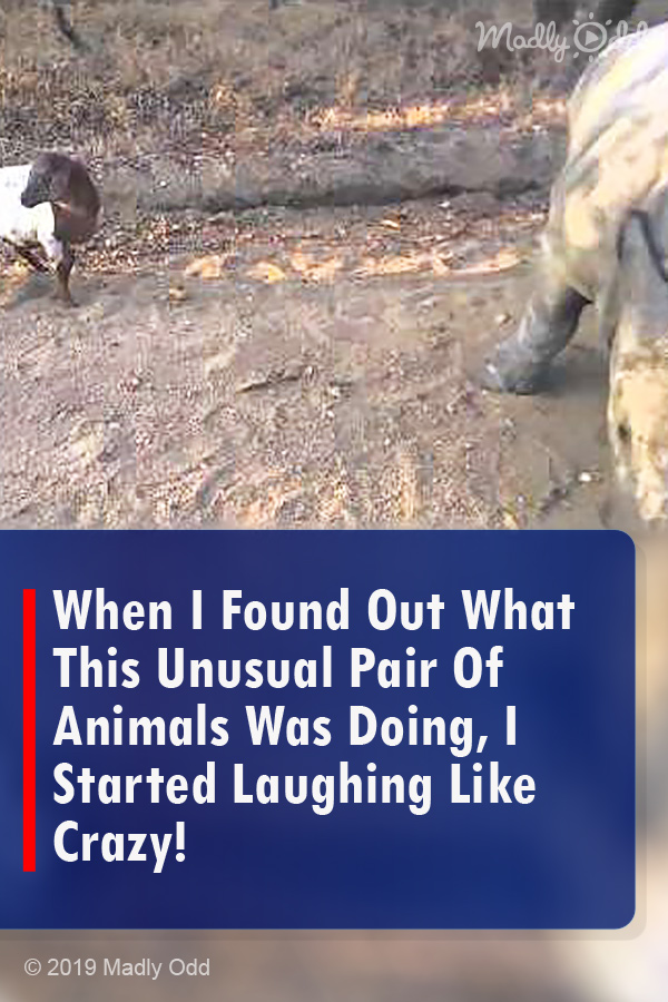 When I Found Out What This Unusual Pair Of Animals Was Doing, I Started Laughing Like Crazy!