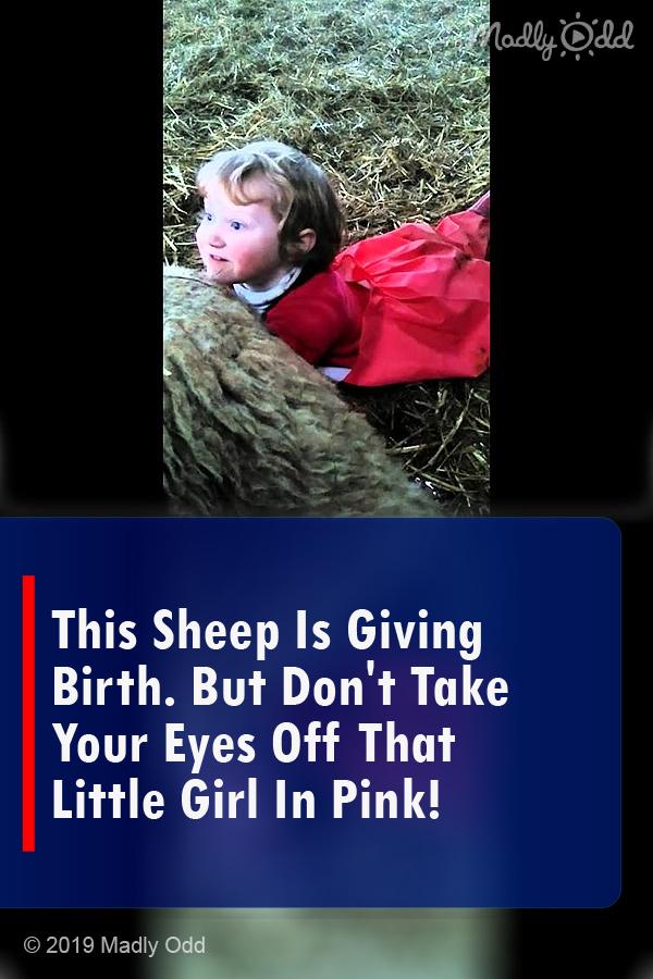 This Sheep Is Giving Birth. But Don\'t Take Your Eyes Off That Little Girl In Pink!