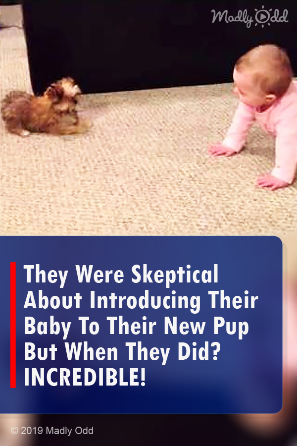 They Were Skeptical About Introducing Their Baby To Their New Pup But When They Did? INCREDIBLE!
