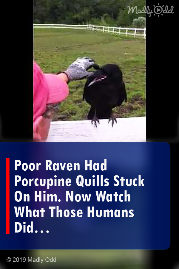 Poor Raven Had Porcupine Quills Stuck On Him. Now Watch What Those Humans Did…
