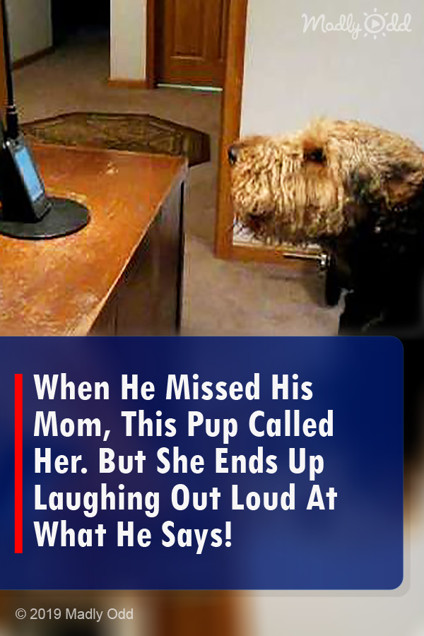 When He Missed His Mom, This Pup Called Her. But She Ends Up Laughing Out Loud At What He Says!