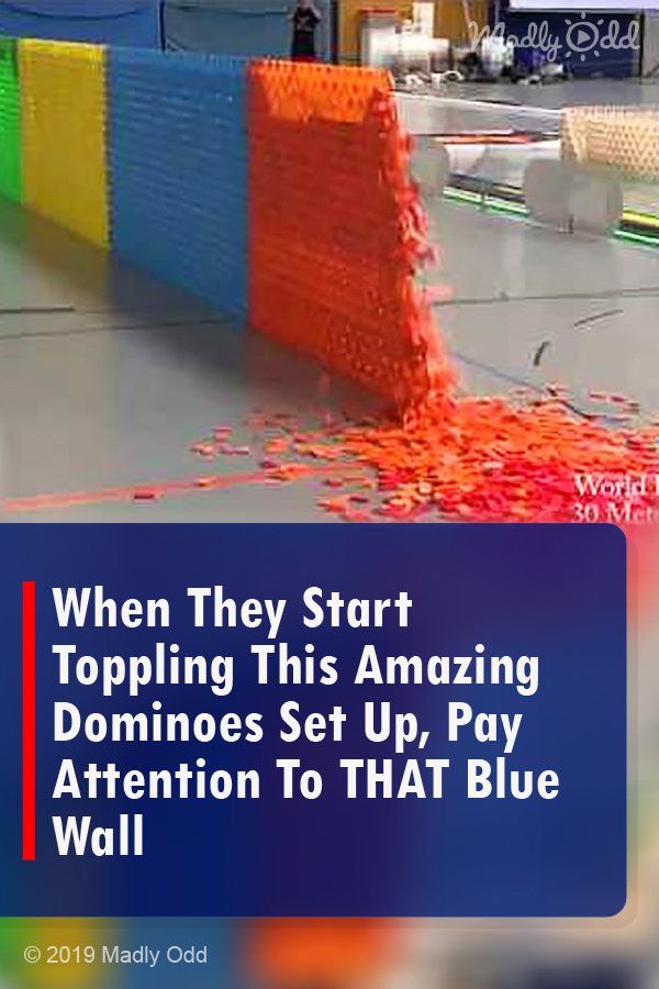 When They Start Toppling This Amazing Dominoes Set Up, Pay Attention To THAT Blue Wall